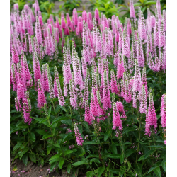 renpris Pink Marshmallow