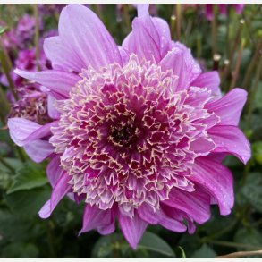 Dahlia Richards Fortune