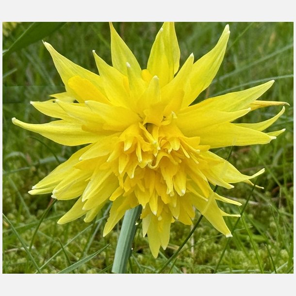 Narcis Rip van winkle 8 lg