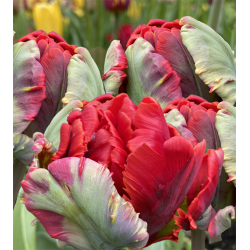 Tulipan Rococo Double 5 lg