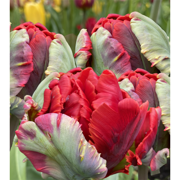 Tulipan Rococo Double 5 lg