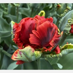 Tulipan Rococo Double 5 lg