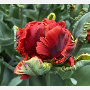 Tulipan Rococo Double 5 lg