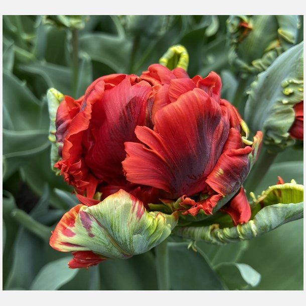Tulipan Rococo Double 5 lg