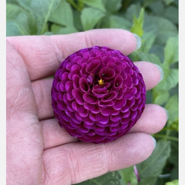Dahlia Rocco 