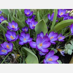 Krokus Ruby Giant 25 lg