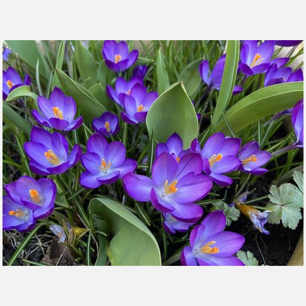 Krokus Ruby Giant 25 lg