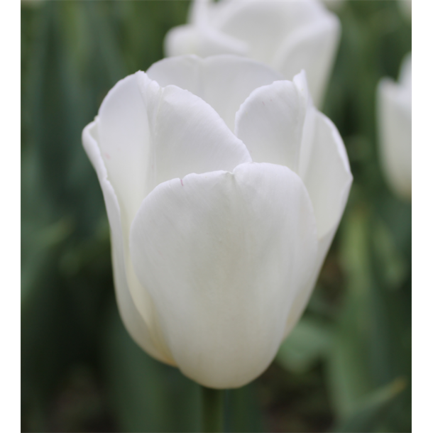 Tulipan Royal Virgin 8 l�g