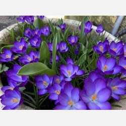 Krokus Ruby Giant 25 lg