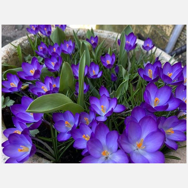 Krokus Ruby Giant 25 lg