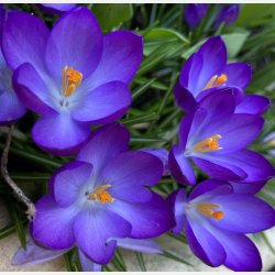 Krokus Ruby Giant 25 lg