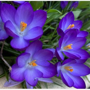 Krokus Ruby Giant 25 lg