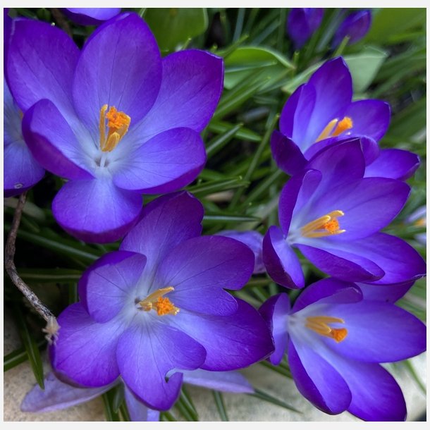 Krokus Ruby Giant 25 lg