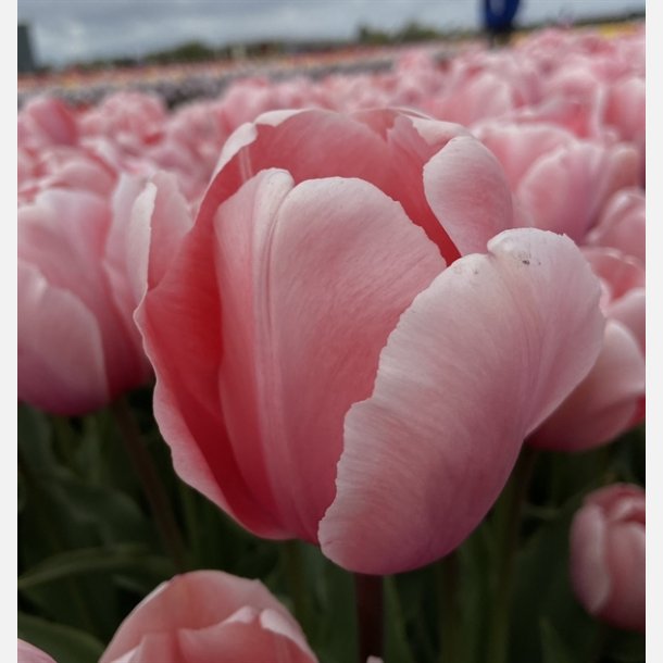 Tulipan Salmon Impression 8 lg