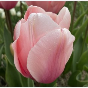 Tulipan Salmon Impression 8 lg