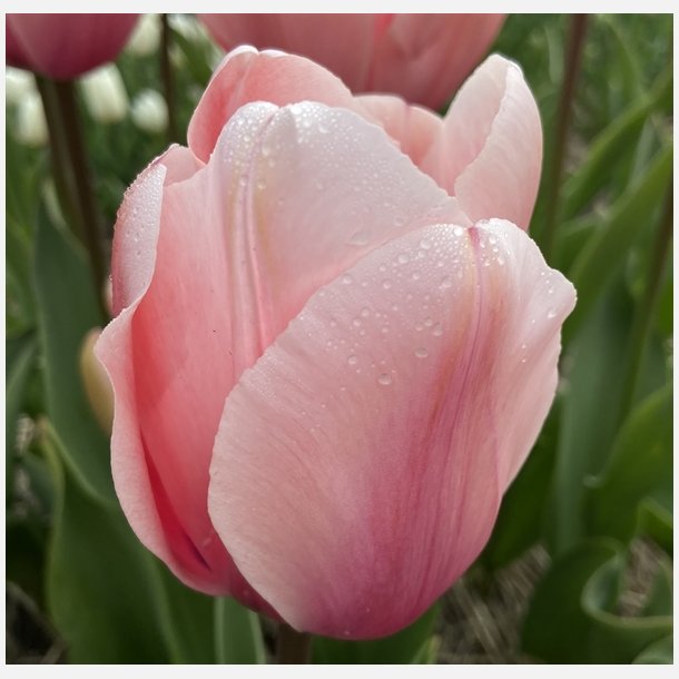 Tulipan Salmon Impression 8 lg