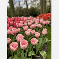 Tulipan Salmon Impression 8 lg