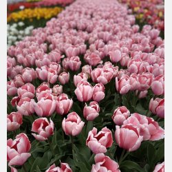 Tulipan Salmon Impression 8 lg