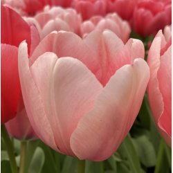 Tulipan Salmon Impression 8 lg