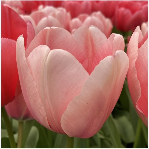 Tulipan Salmon Impression 8 lg