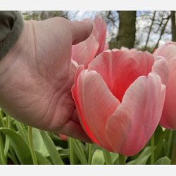 Tulipan Salmon Impression 8 lg