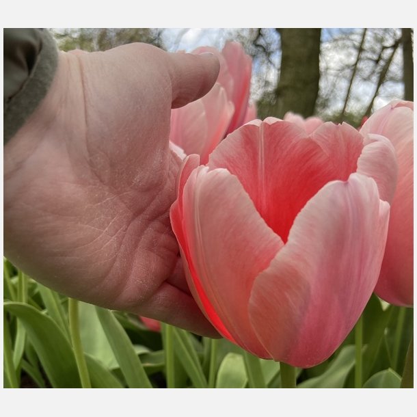 Tulipan Salmon Impression 8 lg