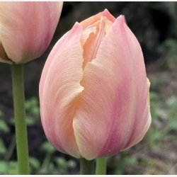 Tulipan Salmon Van Eijk 8 lg
