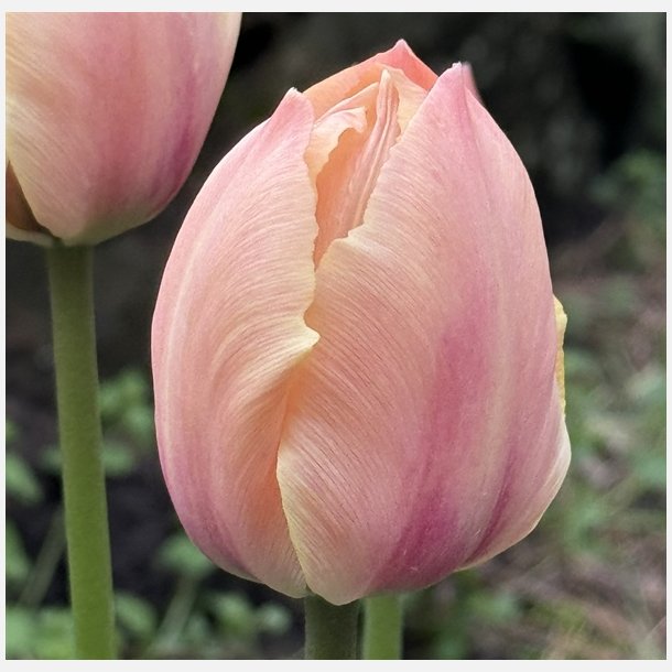 Tulipan Salmon Van Eijk 8 lg