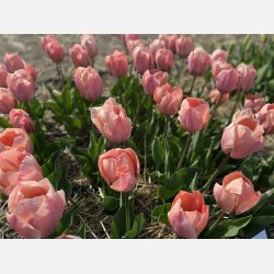 Tulipan Salmon Van Eijk 8 lg