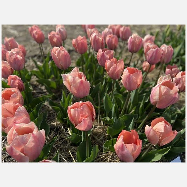 Tulipan Salmon Van Eijk 8 lg