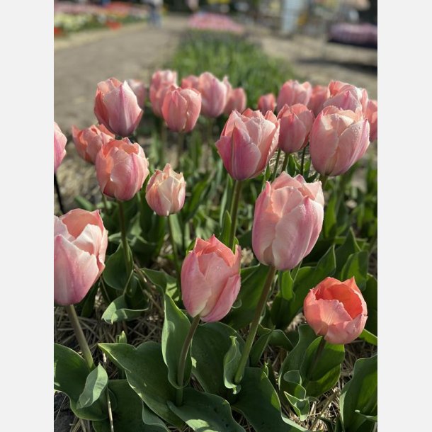 Tulipan Salmon Van Eijk 8 lg