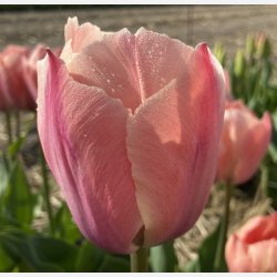 Tulipan Salmon Van Eijk 8 lg