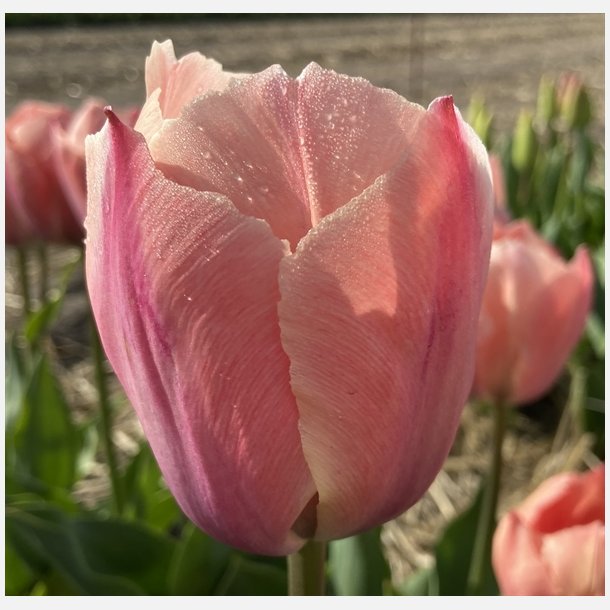 Tulipan Salmon Van Eijk 8 lg