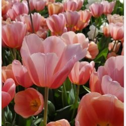 Tulipan Salmon Van Eijk 8 lg