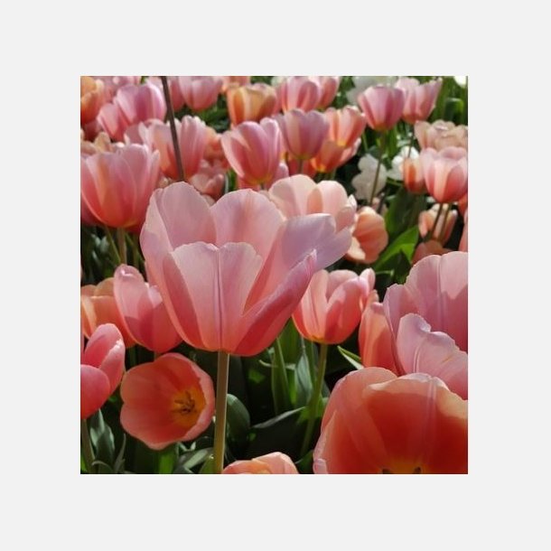 Tulipan Salmon Van Eijk 8 lg
