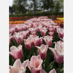 Tulipan Sanne 6 lg