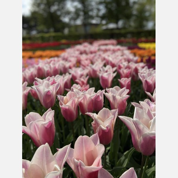 Tulipan Sanne 6 lg