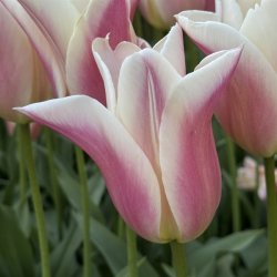 Tulipan Sanne 6 lg