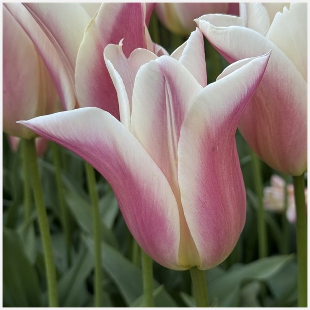 Tulipan Sanne 6 lg