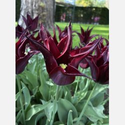 Tulip Sarah Raven 8 lg