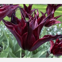 Tulip Sarah Raven 8 lg