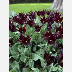 Tulip Sarah Raven 8 lg