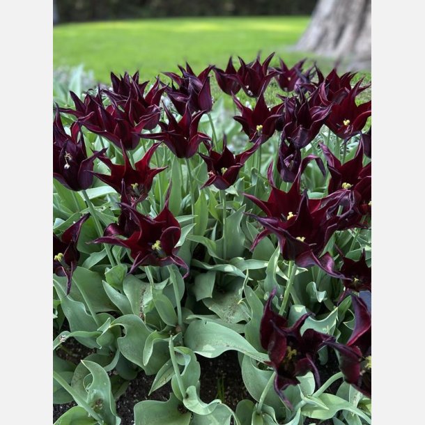 Tulip Sarah Raven 8 lg