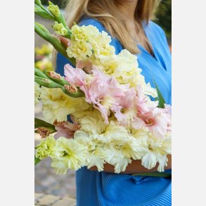 Gladiolus mix Silk Satin 