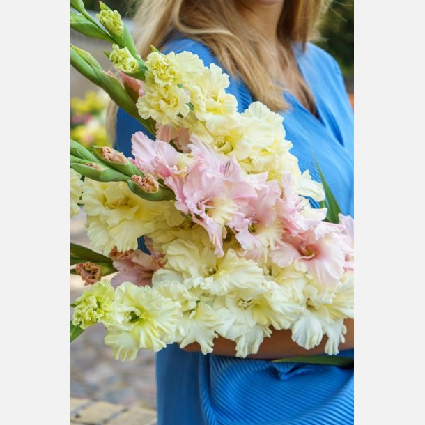 Gladiolus mix Silk Satin 