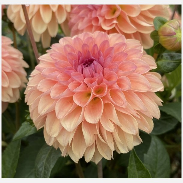 Dahlia Sebastian