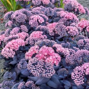 Sankthansurt Mojave Jewels Sapphire