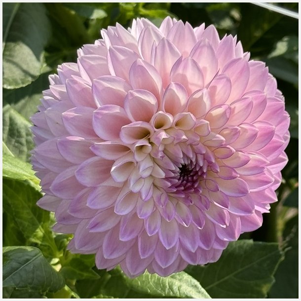 Dahlia Sefton Silvertop