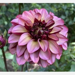 Dahlia Senior's Hope 