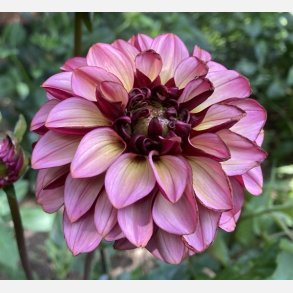 Dahlia Senior's Hope 